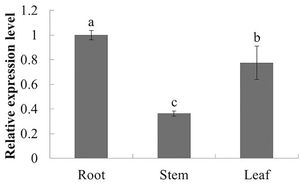 Relative expression level of PqbZIP1 in different tissues of American ginseng.