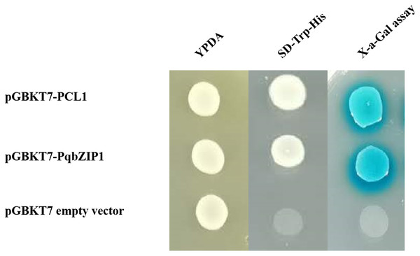 Transactivation assay of PqbZIP1.