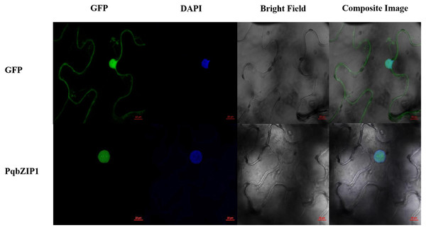 Subcellular location of PqbZIP1 of American ginseng.