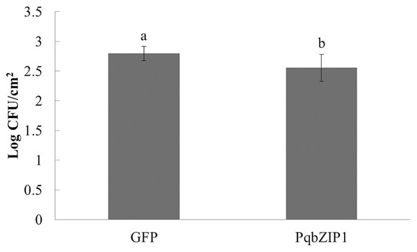 PqbZIP1 increased the growth ability of D36E in N. benthamiana.