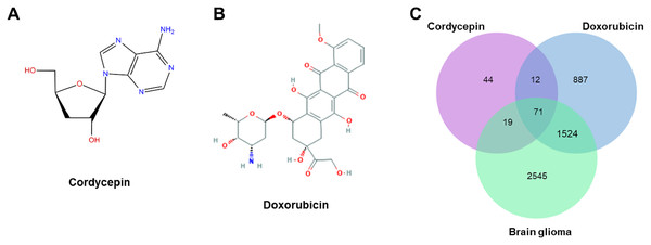 The structures of cordycepin and doxorubicin.