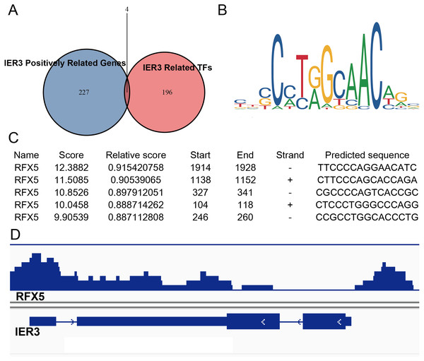 RFX5 activates IER3 transcription by binding to the IER3 promoter region.
