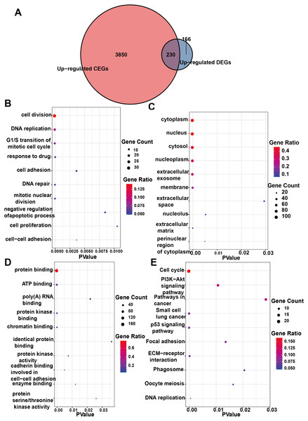 Enrichment analysis of the upregulated crossover genes of IER3 in HCC.
