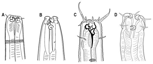 Free-living nematodes with movable hook-shaped teeth.