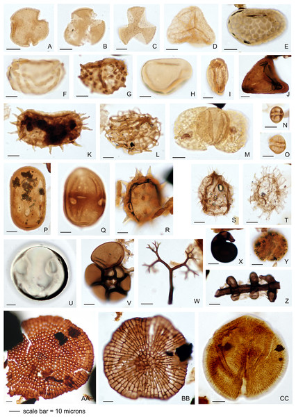 Representative palynomorph specimens from Berakas Beach (BE) and Kampong Lugu (KL).