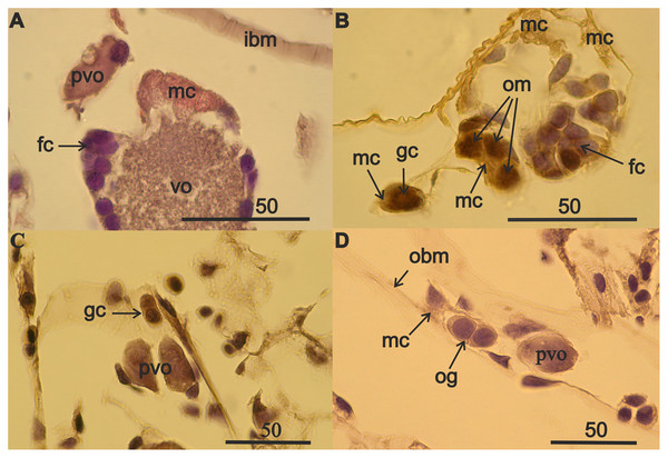 Components of the germinal zone of A. eschrichtii ovaries.