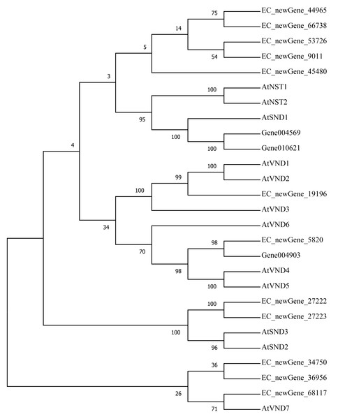  Phylogenetic analysis of differentially expressed NAC TFs.