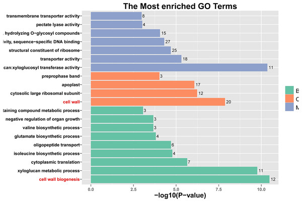 Histogram of Gene Ontology (GO) assignment for transcriptomic sequences of the 20 paths with the highest confidence P-value with 762 genes.