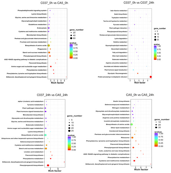 The top 20 enriched KEGG pathways corresponding to the DEGs in (A) C037_0 h vs C037_24 h, (B) C037_0 h vs CA5_0 h, (C) CA5_0 h vs CA5_24 h and (D) C037_24 h vs CA5_24h.