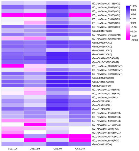  Heatmap of the differentially expressed genes of lignin monomer synthesis pathway based on KEGG phenylpropanoid biosynthetic pathways (KEGG Pathway map ID:mtr00940).