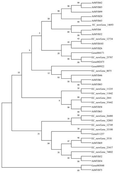 Phylogenetic analysis of differentially expressed MYB TFs.