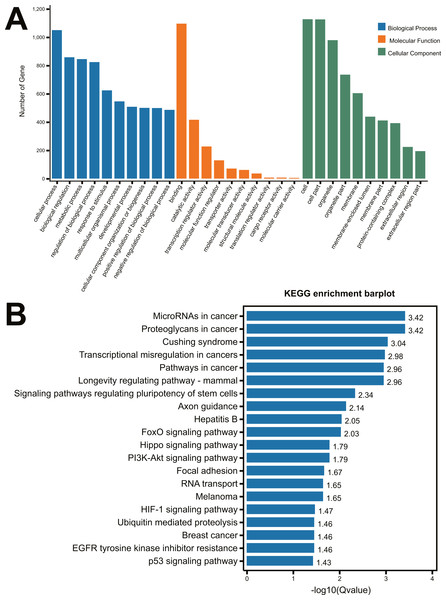 GO analysis and KEGG pathway analysis of the miRNA-mRNA Network.