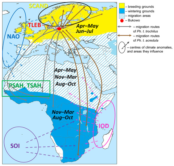 Approximate migration routes of Willow Warblers that pass through Bukowo and areas influenced by the large-scale climate variables.