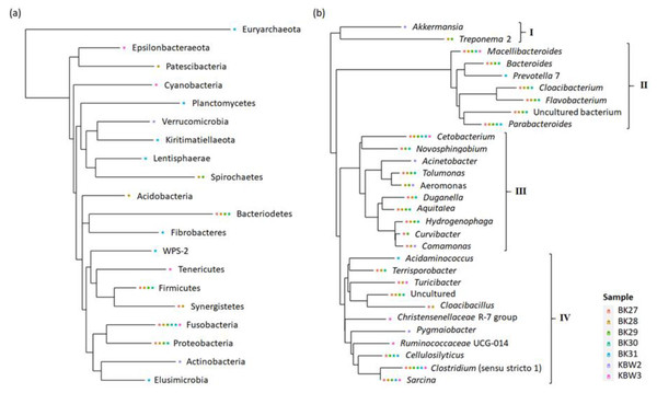 Phylogenetic relationship of bacterial community present in captive and wild B. affinis faeces samples.