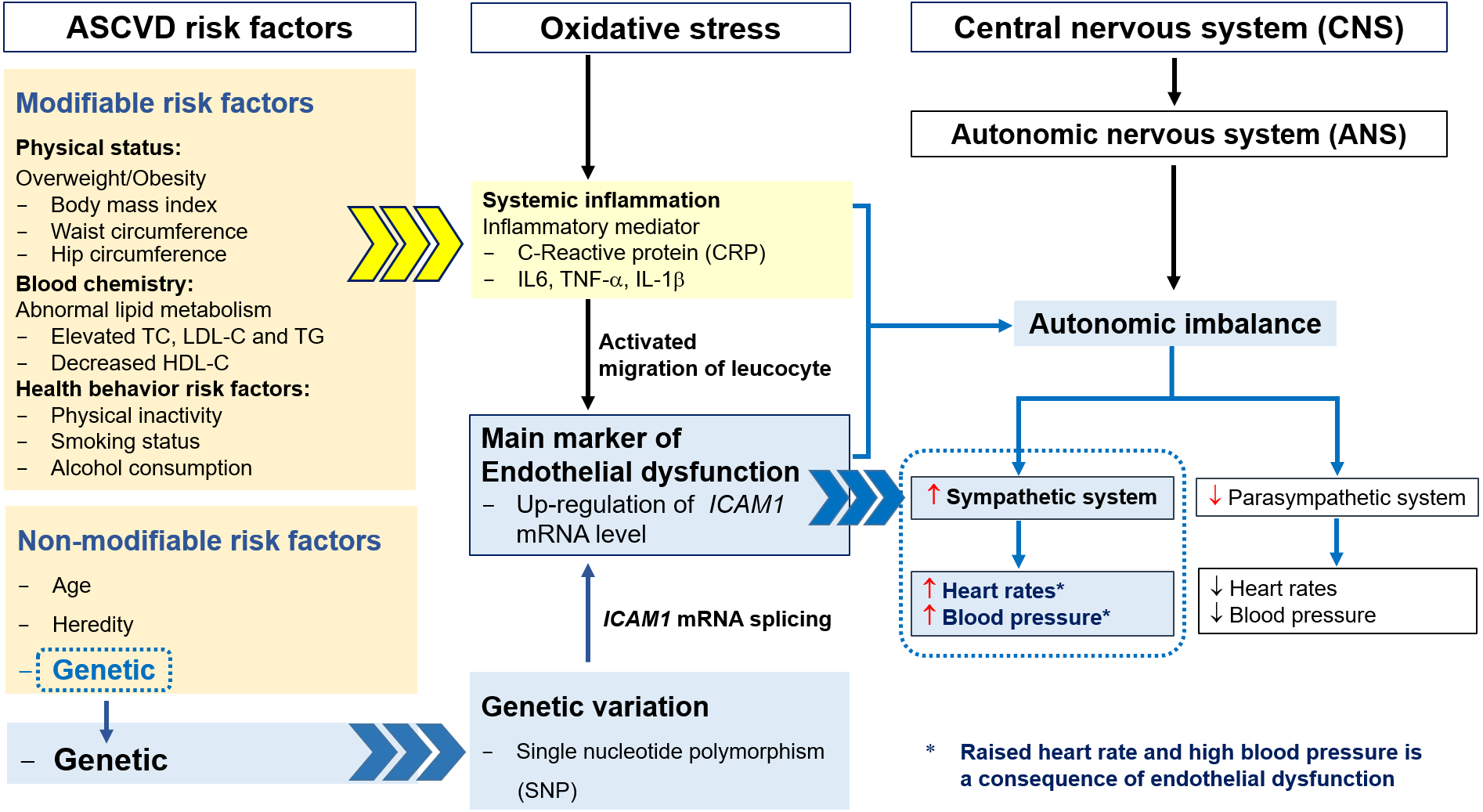 Associations between the rs5498 (A > G) and rs281432 (C > G) polymorphisms  of the ICAM1 gene and atherosclerotic cardiovascular disease risk,  including hypercholesterolemia [PeerJ]