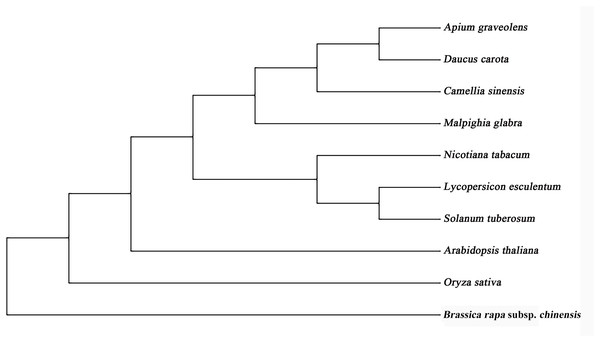 Phylogenetic tree of GMP proteins from celery and other plant species.
