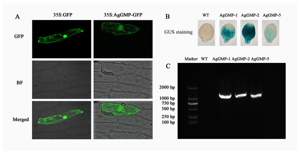 Subcellular localization of AgGMP protein and identification of transgenic A. thaliana lines.