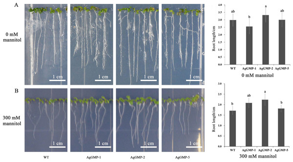 Root growth of WT and transgenic A. thaliana lines subjected to mannitol application.