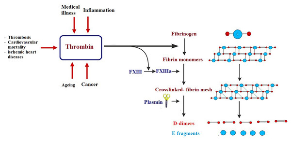 Simplified illustration of D-dimer generation as late-stage biomarker of cardiovascular diseases.