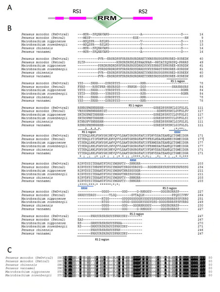 Putative amino acid sequences with predicted domains of PmOvtra 2.