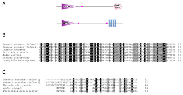 Putative amino acid sequences with predicted domains of Pmfru-1 and Pmfru-2.