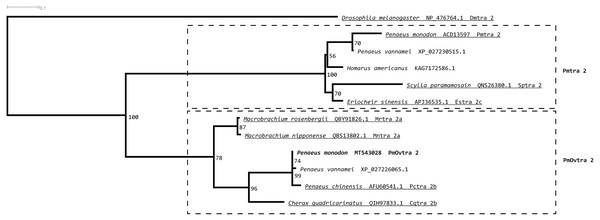 Phylogenetic placements of PmOvtra 2 and PmTra 2 on a maximum likelihood tree of Tra2 homologous sequences in arthropods and crustaceans.