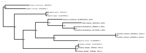 Phylogenetic placements of Pmfru-1 and Pmfru-2 on a maximum likelihood tree of Fru homologous sequences in arthropods and crustaceans.