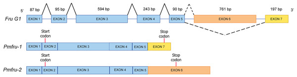 Schematic diagram shows alternative splicing of Pmfru-1 and Pmfru-2 from the Penaeus monodon genomic region of seven exons.