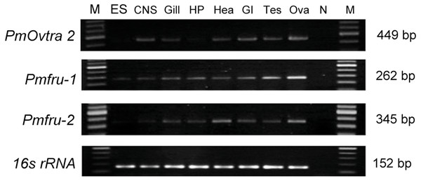 Tissue distribution of PmOvtra 2, Pmfru-1, and Pmfru-2 in P. monodon.