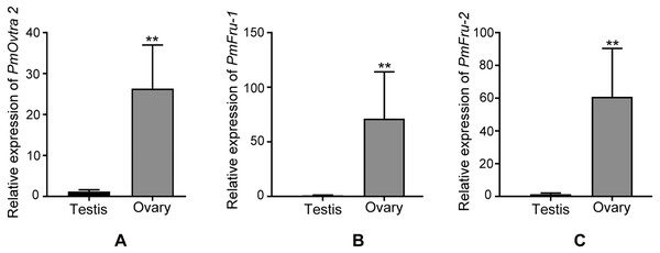 Relative expressions of PmOvtra 2, Pmfru-1, and Pmfru-2 in testes and ovaries revealed by qPCR.