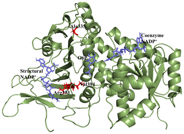 Modelled structure of G6PD enzyme.