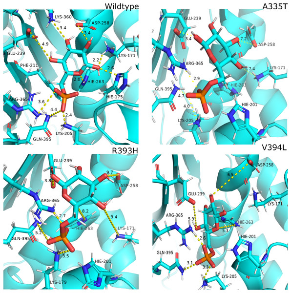 Most common centroid structure showing mean change in distances in G6P binding site.