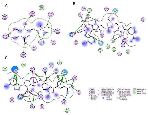 Ligand interactions of G6PD enzyme.