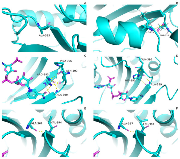 Comparartive analysis of interaction G6PD and mutant amino acids.