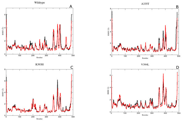 The comparative Backbone RMSF of wild type and mutants in duplicate simulation (run1 shown in black and run2 shown in red color) for flexibility analysis.