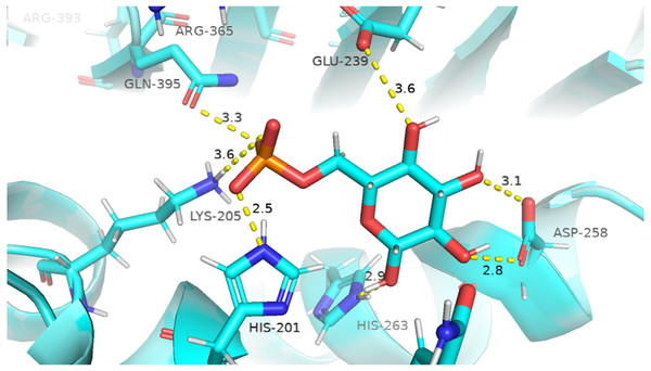 Native contacts between G6P and residues in the binding site.