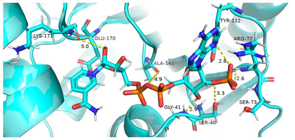 Native contacts between Coenzyme NADP+ and residues in the binding site.