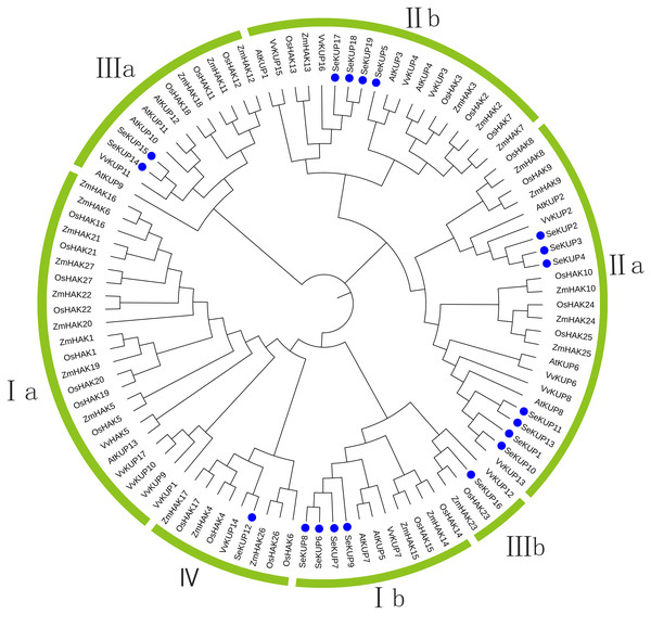 Phylogenetic tree of KUP family from S. europaea, A. thaliana, O. sativa, V. vinifera and Z. mays.