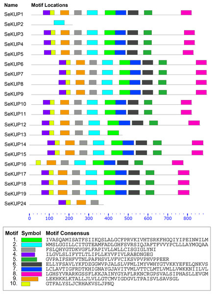 Motif analysis of SeKUPs in S. europaea.