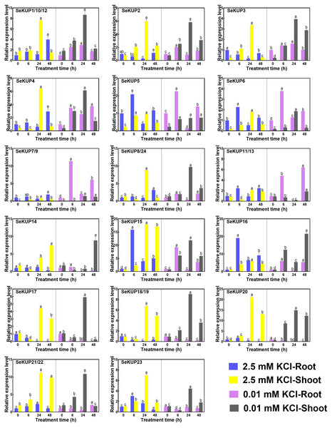 Real-time quantitative polymerase chain reaction (RT-qPCR) analysis of SeKUPs in S. europaea under KCl treatments.