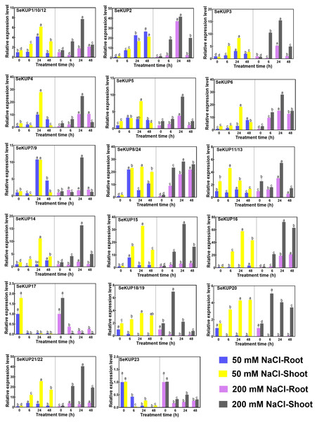 Real-time quantitative polymerase chain reaction (RT-qPCR) analysis of SeKUPs in S. europaea under under NaCl treatments.