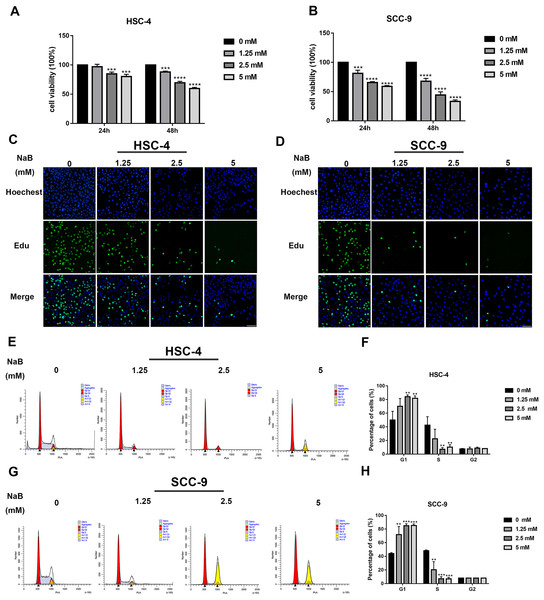 NaB suppresses OSCC cells’ proliferation and induces cell cycle arrest at G1 phase.