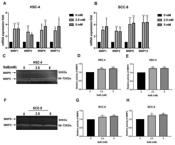 Effects of NaB on the expression of MMPs.