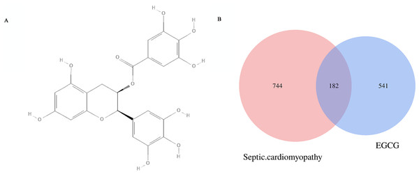 (A) Molecular structure of EGCG. and potential targets. (B) The Venn diagram represen 541 EGCG targets and intersects 744 key genes of septic cardiomyopathy to obtain 182 potential targets. (C) The blue diamond represents the key gene of septic cardiomyopathy, the green octagon represents the target of EGCG, and the red square represents the potential target of EGCG in the treatment of septic cardiomyopathy.