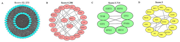 MCODE in Cytoscape software was used to analyze the PPI network and four functional module clusters were obtained according to different scores.