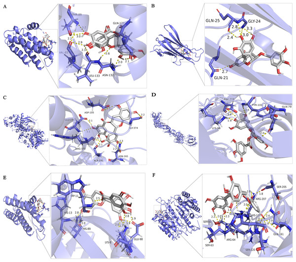 Molecular docking simulation of EGCG-target binding.