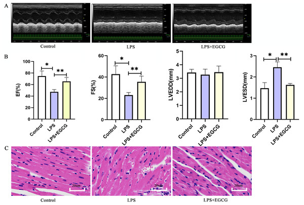 Treatment of EGCG ameliorated cardiac dysfunction and histopathological injury in heart induced by LPS.