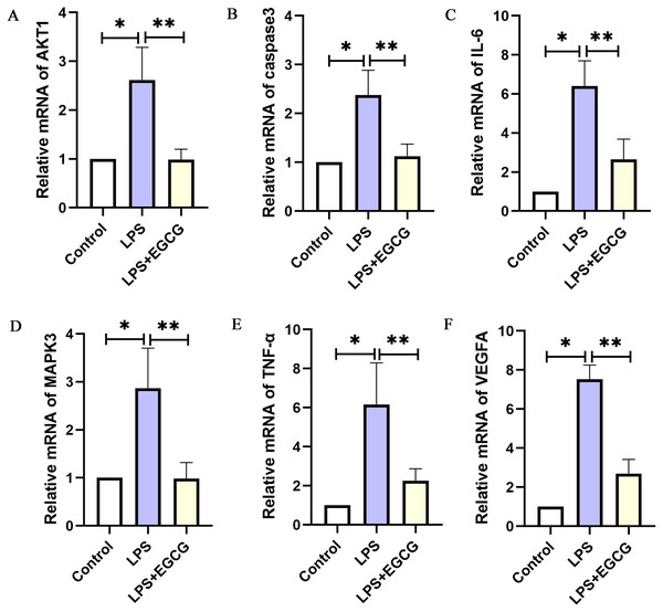 The mRNA expression of the key genes of EGCG in the treatment of septic cardiomyopathy in each group of mice.