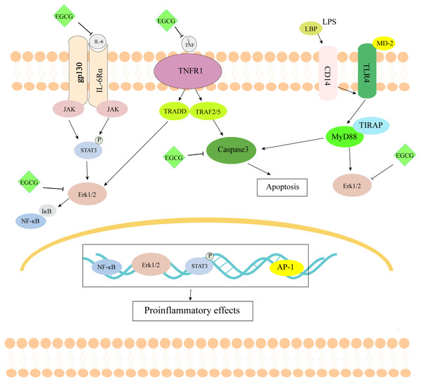 The schematic diagram of EGCG in the treatment of septic cardiomyopathy.