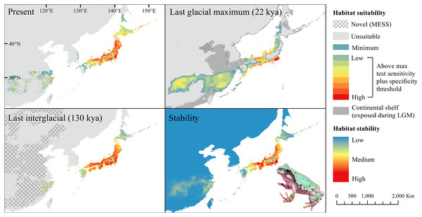 Past and present predicted distribution of Dryophytes japonicus Clade A.